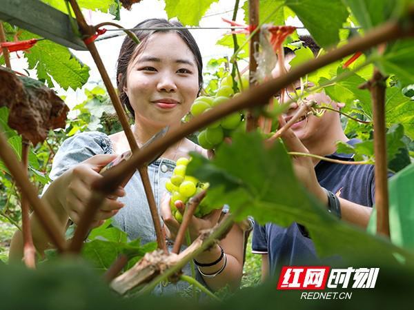 采摘网官网,连接自然与生活的绿色桥梁采摘网论坛